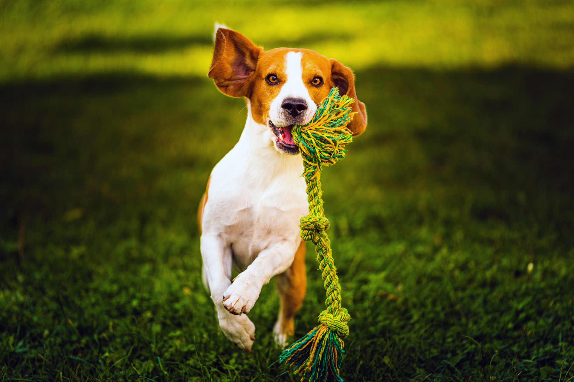 Ohhhoo! Happy Pets Here